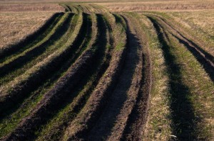 Tire Tracks